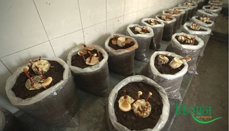 ganoderma mushroom गैनोडर्मा मशरूम