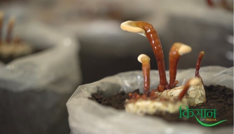 ganoderma mushroom गैनोडर्मा मशरूम