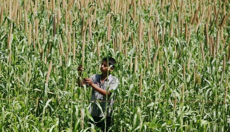 मोटे अनाज की खेती Coarse Grain Farming