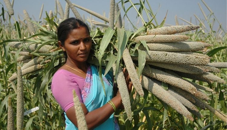 मोटे अनाज की खेती Coarse Grain Farming