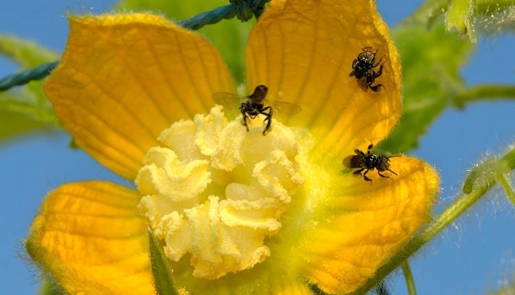 species of bees