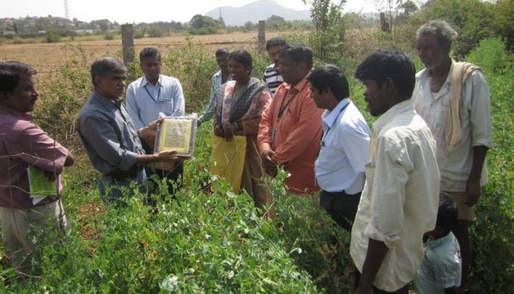 Vegetable Farming