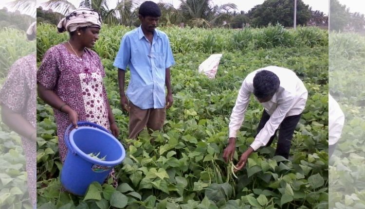 Vegetable Farming