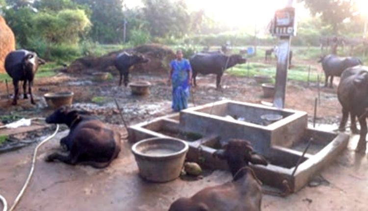 andhra pradesh woman dairy business डेयरी व्यवसाय