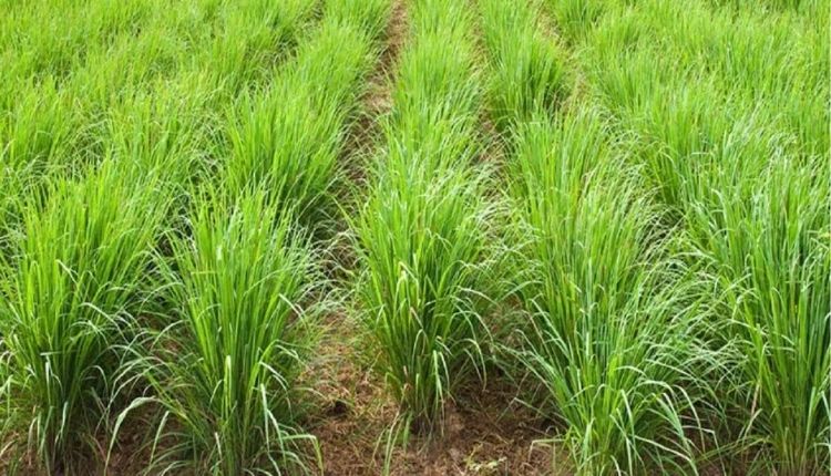 Lemongrass cultivation help increase income of rural women