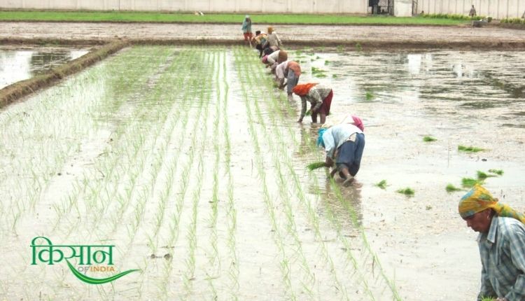 Basmati Rice: बासमती धान की खेती