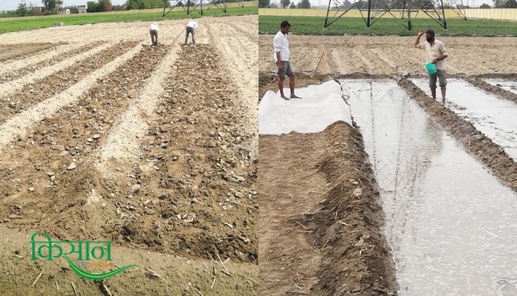 Basmati Rice: बासमती धान की खेती
