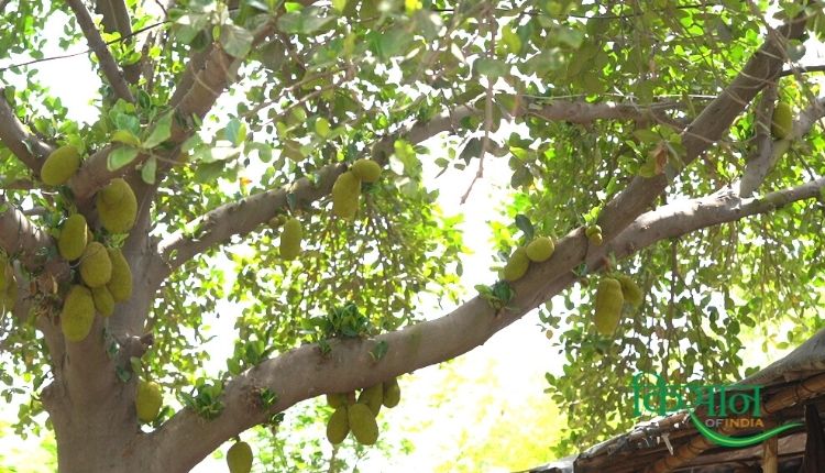 कटहल की खेती (Jackfruit farming)