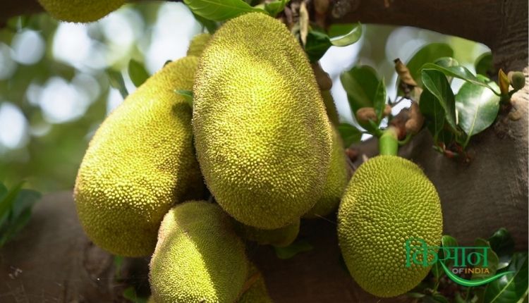 कटहल की खेती (Jackfruit farming)