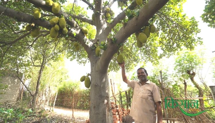 कटहल की खेती (Jackfruit farming)