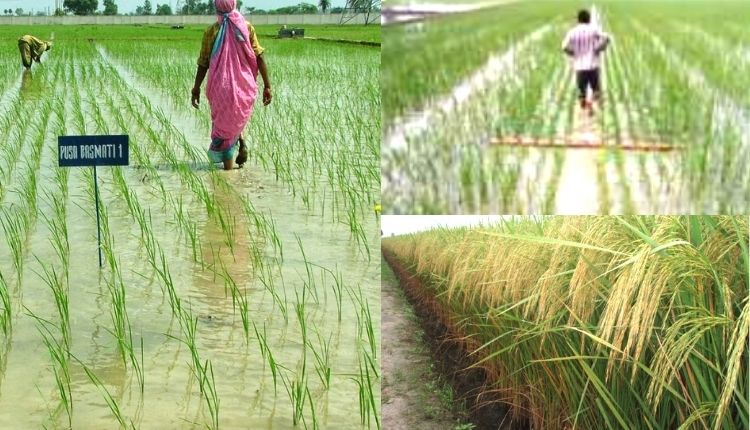 Basmati Rice बासमती धान की खेती