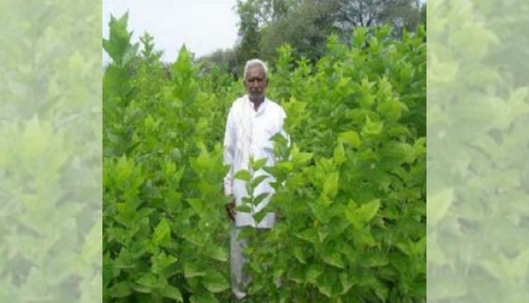 आधुनिक खेती मध्य प्रदेश मथुरा दास modern farming