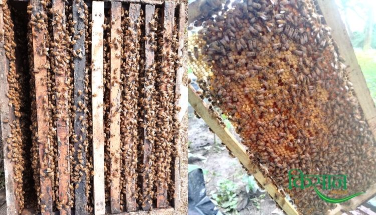 मधुमक्खी पालन व्यवसाय (Beekeeping) apiculture jaswant singh tiwana tiwana bee farm