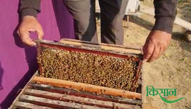 मधुमक्खी पालन व्यवसाय (Beekeeping) apiculture jaswant singh tiwana tiwana bee farm