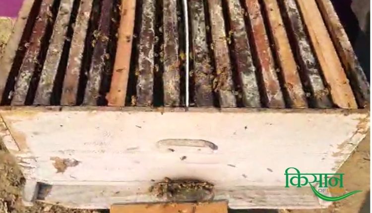 मधुमक्खी पालन व्यवसाय (Beekeeping) apiculture jaswant singh tiwana tiwana bee farm