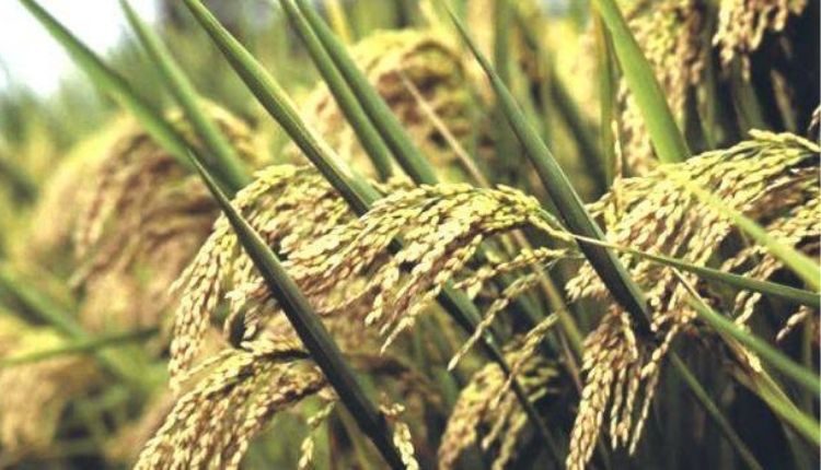 Integrated Farming