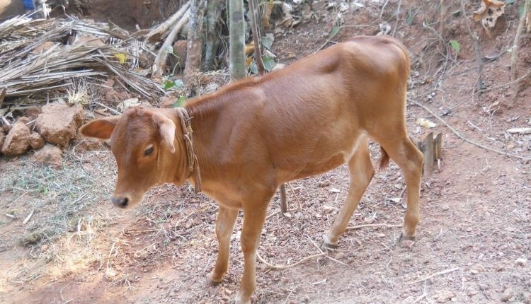 Integrated Farming