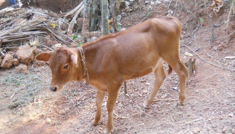 एकीकृत कृषि (Integrated Farming)