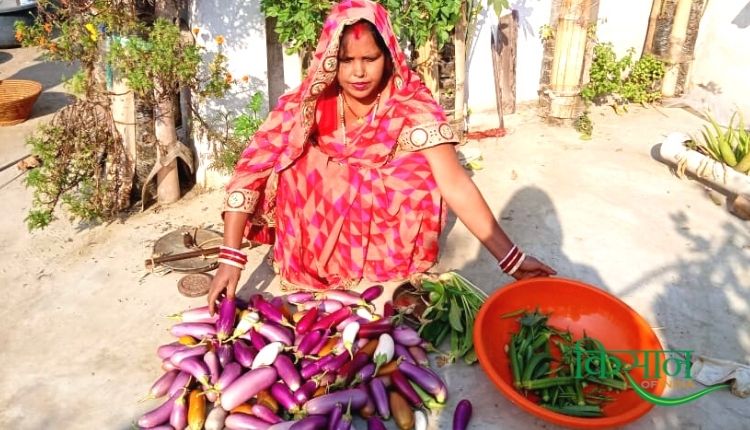 bihar sunita prasad PVC pipe vertical garden वर्टिकल गार्डन