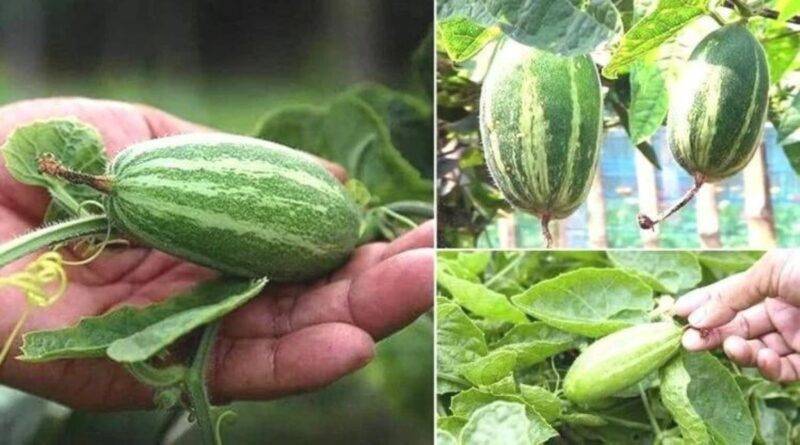 परवल की खेती (Pointed Gourd)