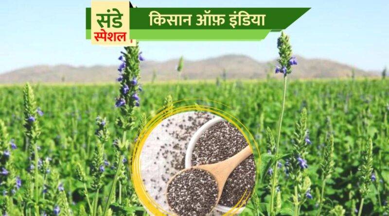 चिया की खेती (Chia farming)