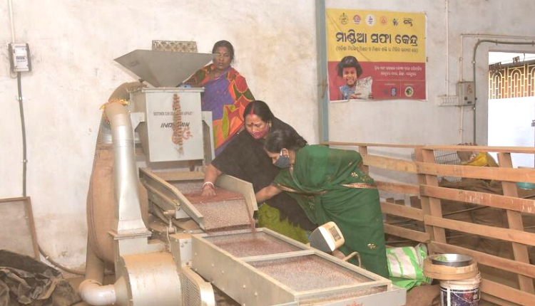 बाजरे की खेती millet farming उड़ीसा बाजरा मिशन