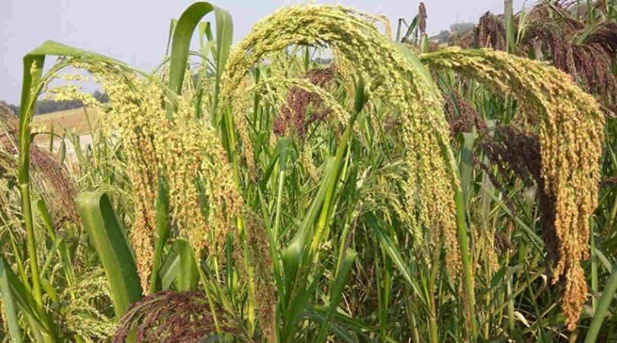 बाजरे की खेती (Millet Farming)