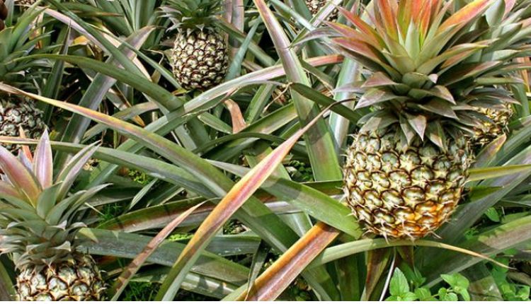 Pineapple Farming: जानिए अनानास की खेती में किन बातों का रखें ध्यान ताकि न हो फसल नुकसान