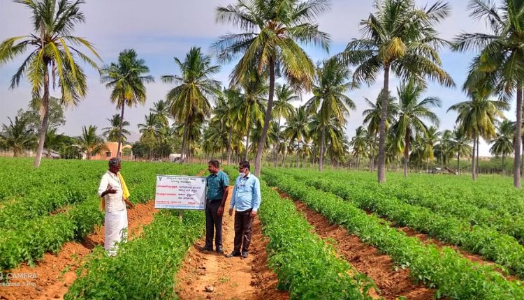 टमाटर की खेती कर्नाटक किसान tomato farming