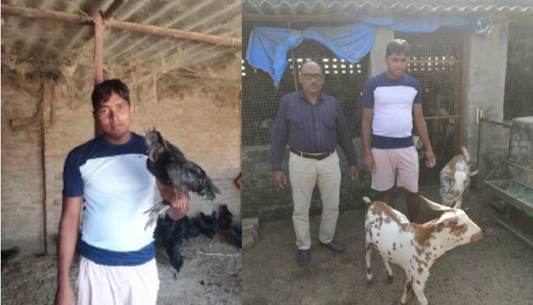 बकरी के साथ मुर्गी पालन goat farming with poultry farming