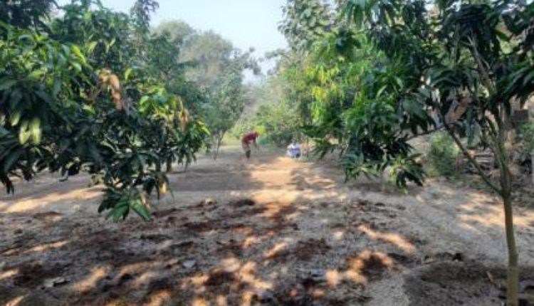 nutritional kitchen garden
