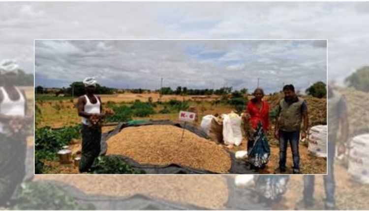 मूंगफली की खेती (Groundnut): सूखा प्रभावित क्षेत्र के लिए उन्नत है मूंगफली की ये किस्म, 21 फ़ीसदी तक बढ़ा उत्पादन