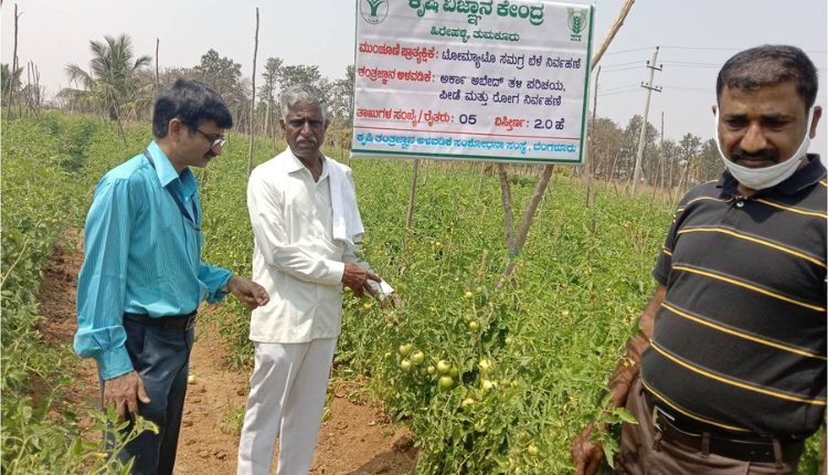 tomato varieties