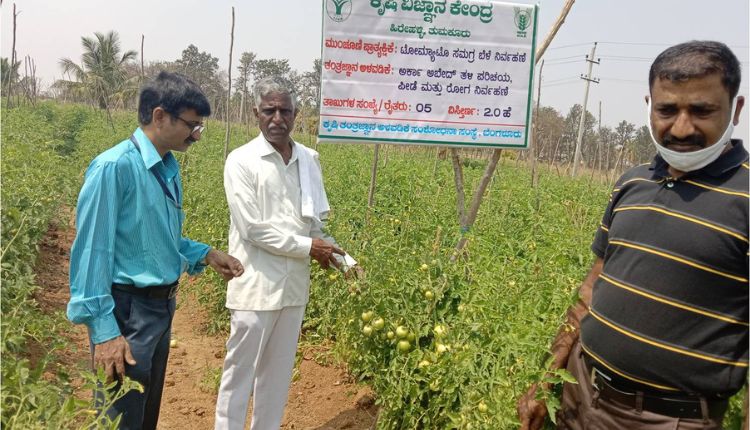 टमाटर की खेती कर्नाटक किसान tomato farming