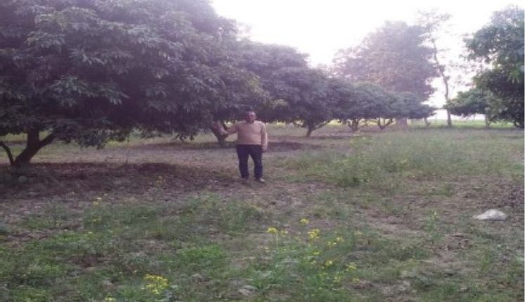 litchi cultivation