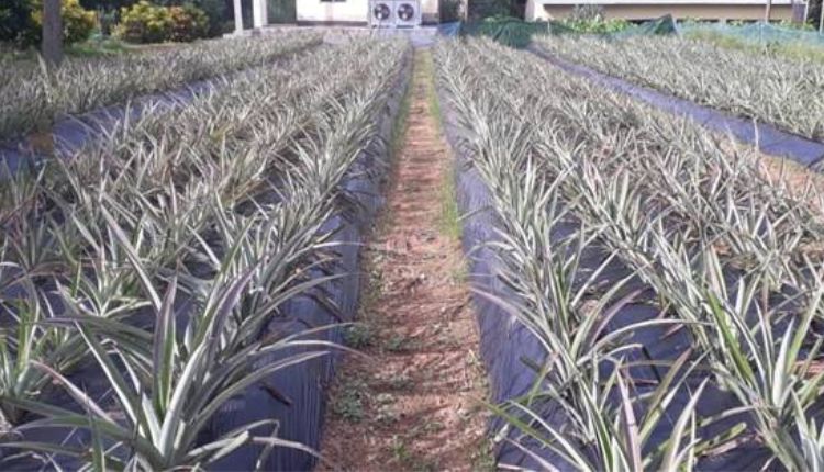 Pineapple Farming: जानिए अनानास की खेती में किन बातों का रखें ध्यान ताकि न हो फसल नुकसान