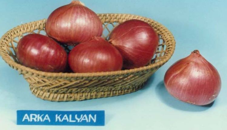 Onion production