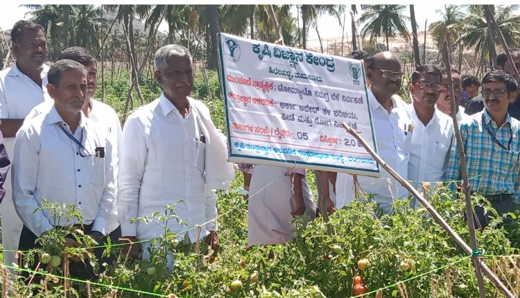 टमाटर की खेती कर्नाटक किसान tomato farming