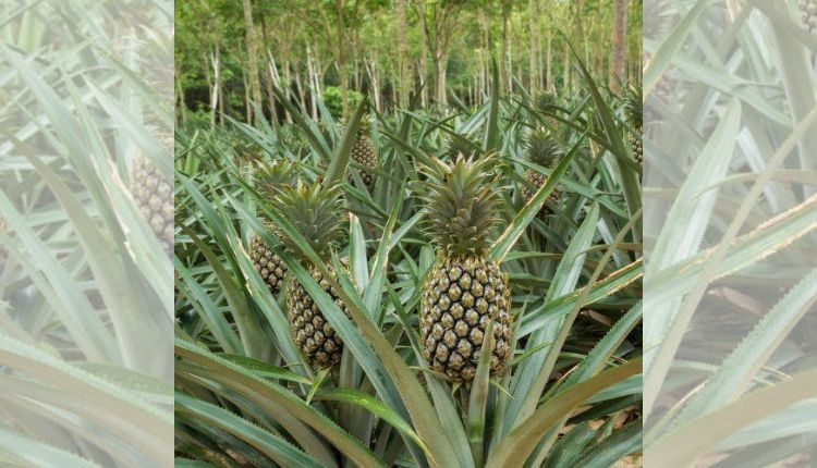Pineapple Farming: जानिए अनानास की खेती में किन बातों का रखें ध्यान ताकि न हो फसल नुकसान