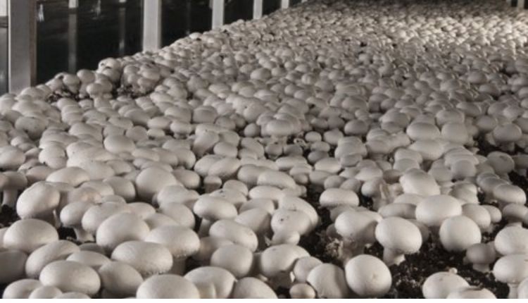 मशरूम उत्पादन mushroom production in india 
