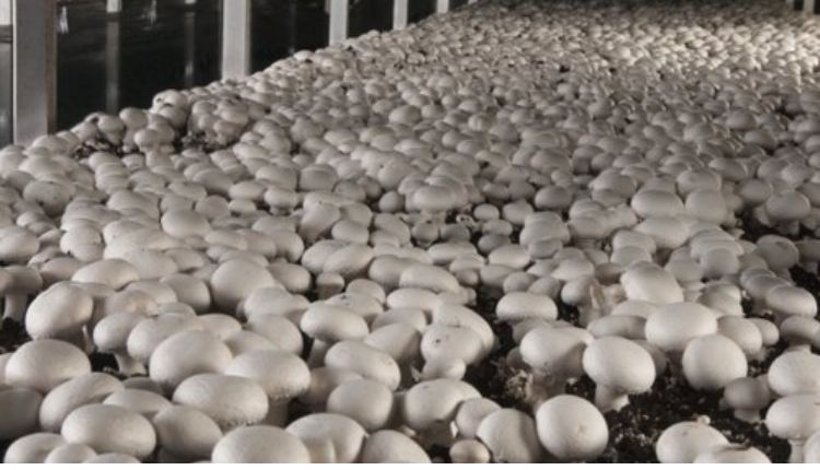 मशरूम उत्पादन mushroom production in india