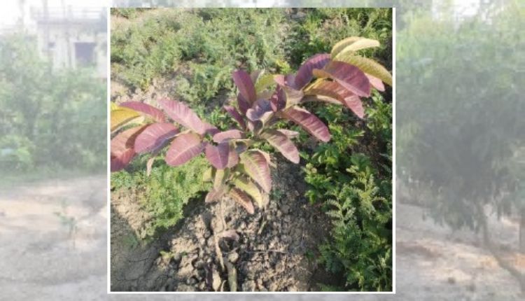 Nutritional kitchen garden