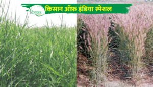 दीनानाथ घास (Dinanath Grass): एक बार बोएँ और बार-बार काटें पौष्टिक हरा चारा