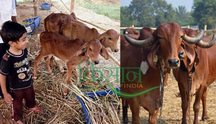 गिर और कांकरेज गुजरात की प्रसिद्ध देसी नस्ल की गायें हैं।