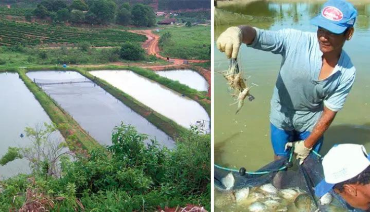 तालाब के तल में कीचड़ (sludge) की तरह जमा होने वाले कार्बनिक पदार्थों के दुष्प्रभाव से झींगा मछलियों में अनेक संक्रामक रोग फैल सकते हैं।