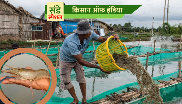 Prawn farming: झींगा पालन की उन्नत तकनीक अपनाएँ, मछली के अलावा कार्बनिक खाद से भी पाएँ शानदार कमाई
