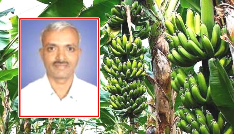 केले की खेती banana farming हाई डेंसिटी तकनीक