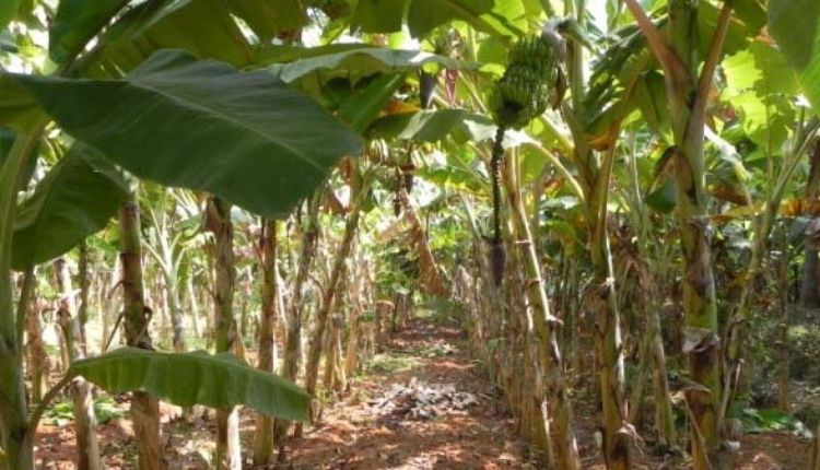 केले की खेती banana farming हाई डेंसिटी तकनीक