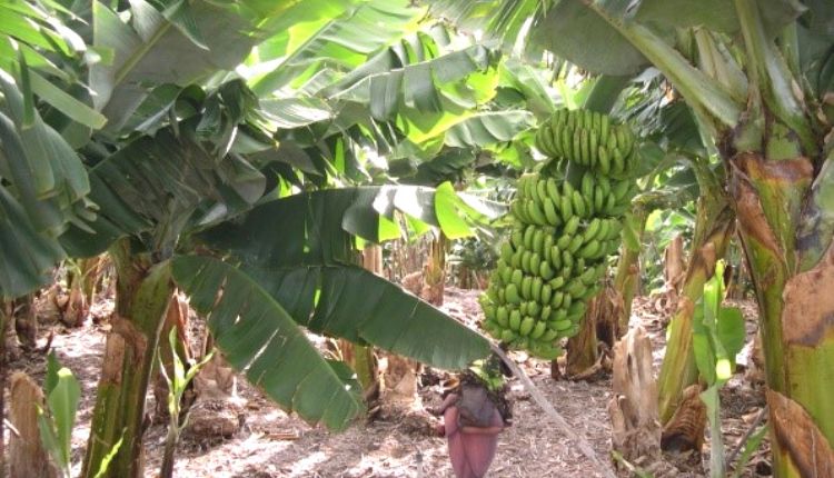 केले की खेती banana farming हाई डेंसिटी तकनीक