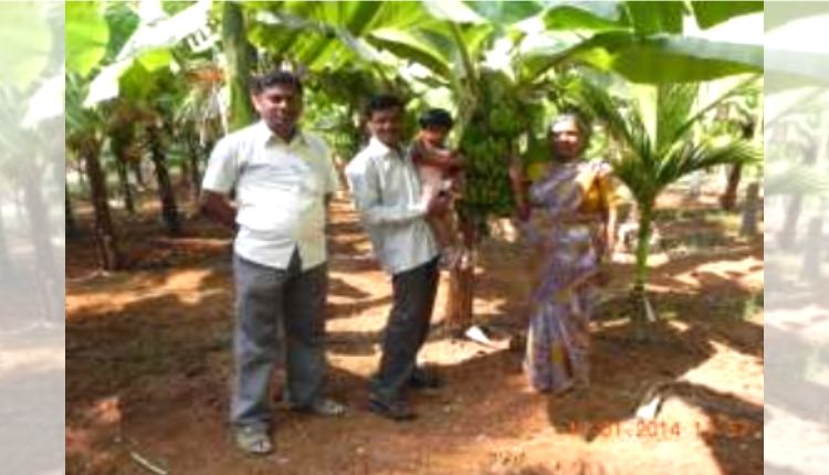 केले की खेती banana farming हाई डेंसिटी तकनीक